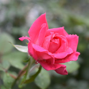 Meet your Posher, George